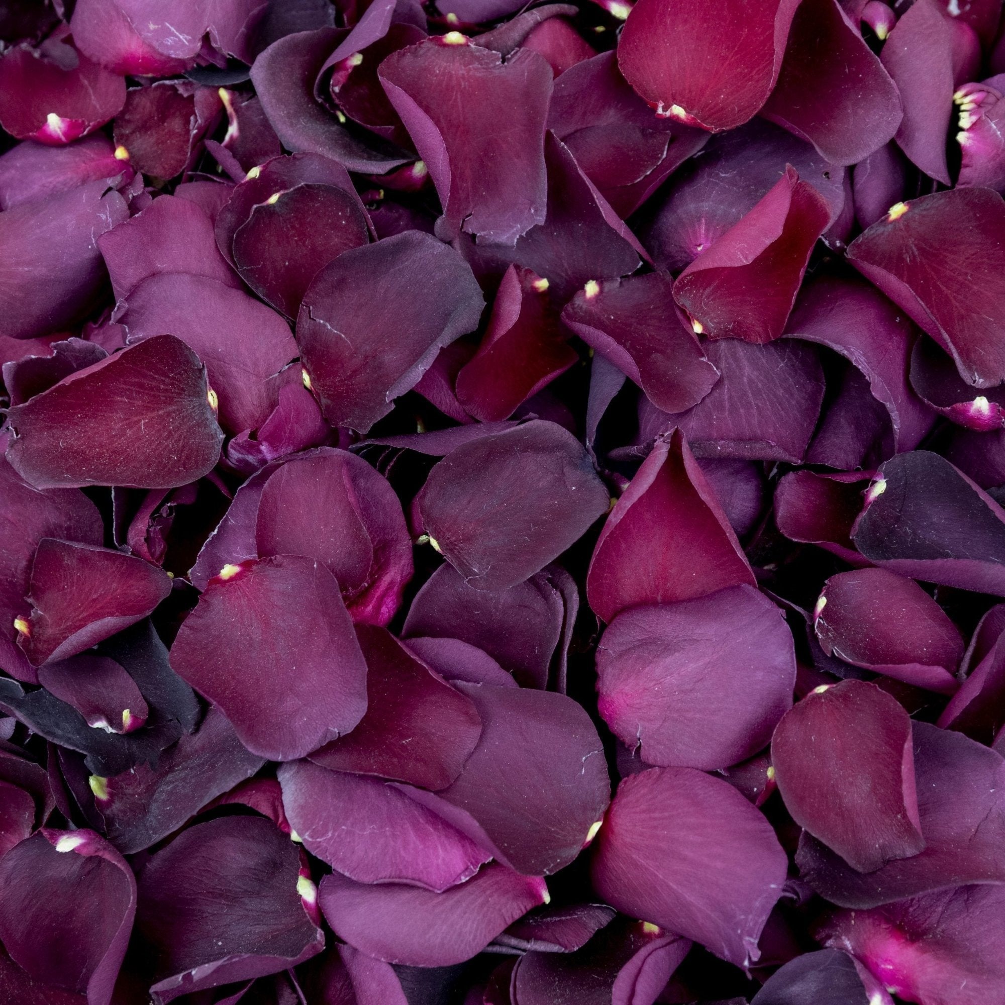 , Petals & Roses