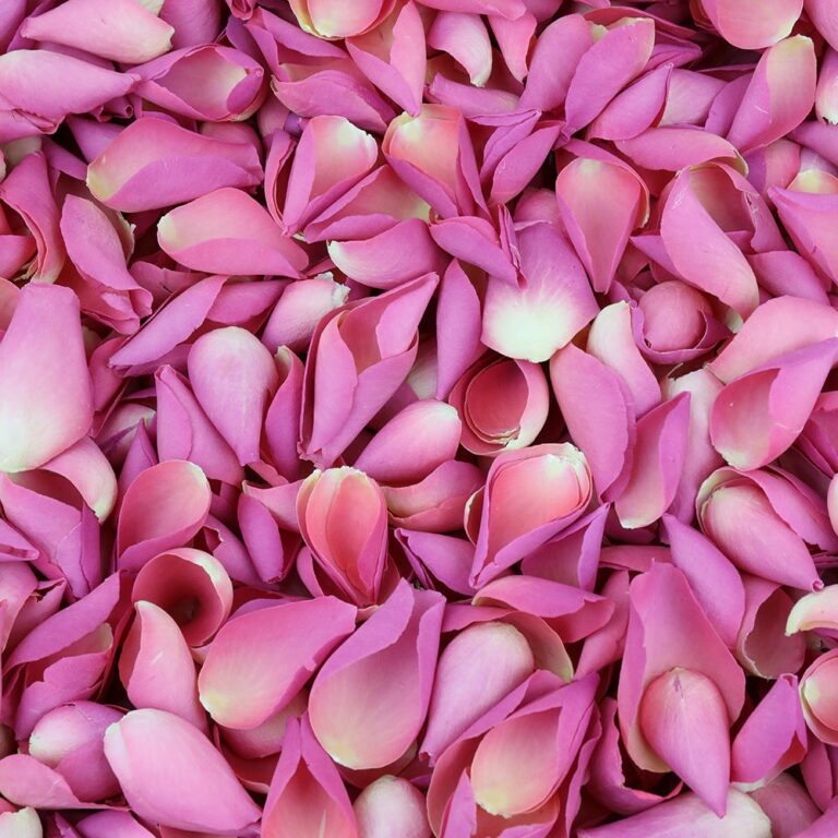 , Petals & Roses