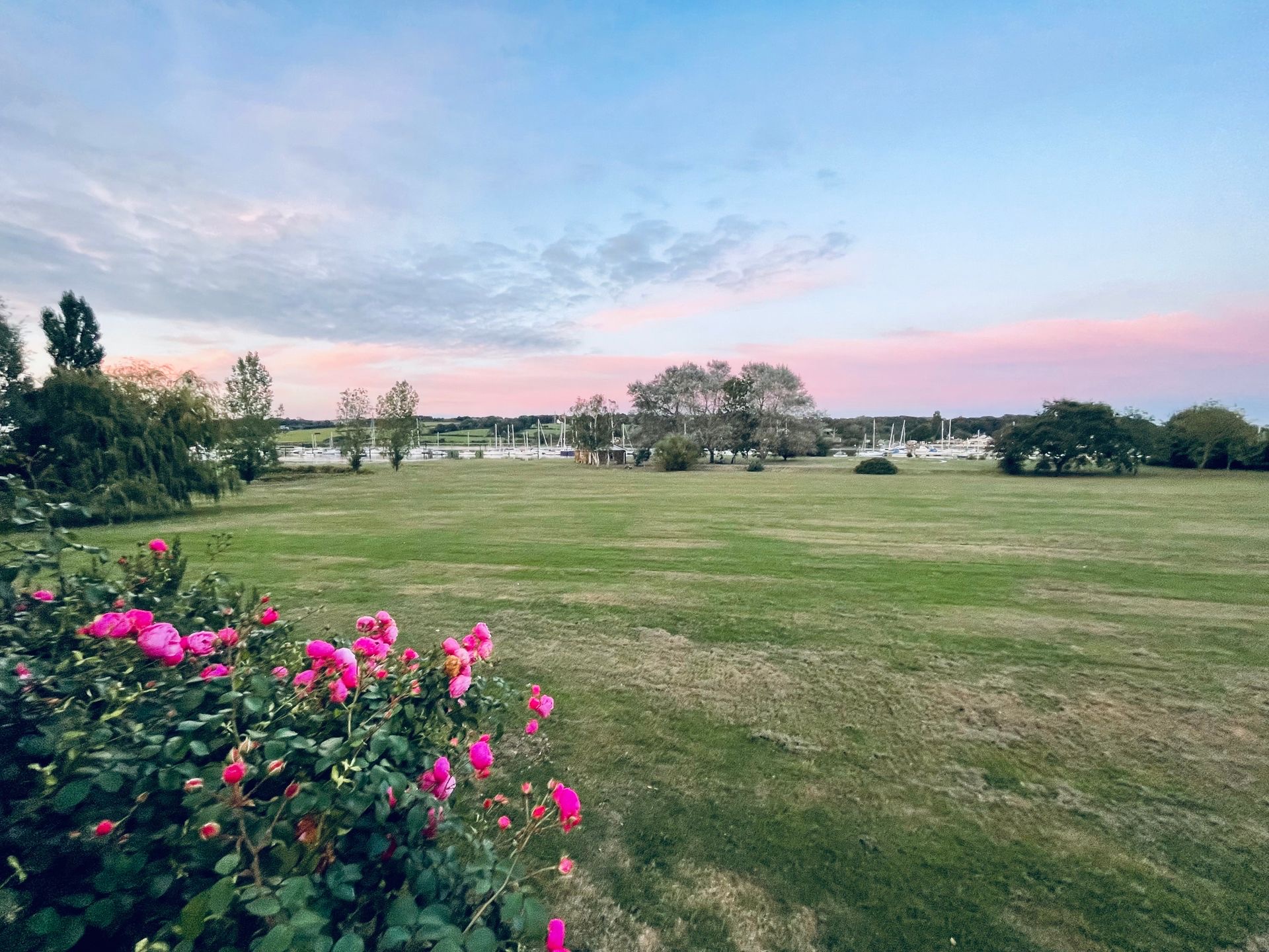 The main lawn at dusk, with pink roses in the foreground and boat masts on the river beyond the trees, Pinkmead Estate