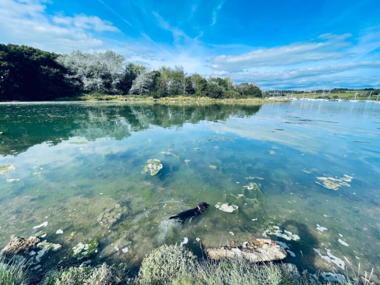 The estate's shoreline on the River Medina at high tide, with a dog swimming in the shallows, Pinkmead Estate