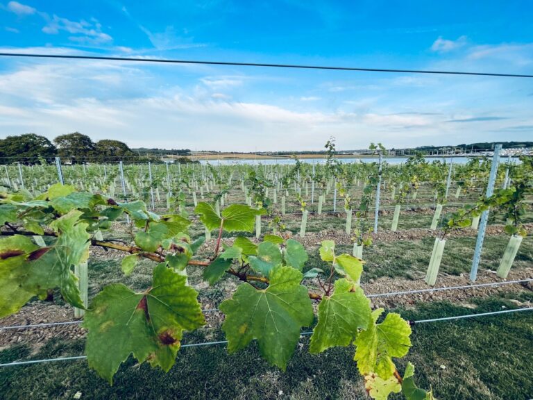 Young vines on their trellis wires with the river and moorings in the distance, Pinkmead Estate