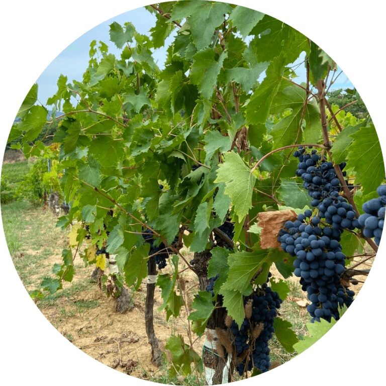 Estate Wine Tasting, Pometti Estate, Villa Boscarello