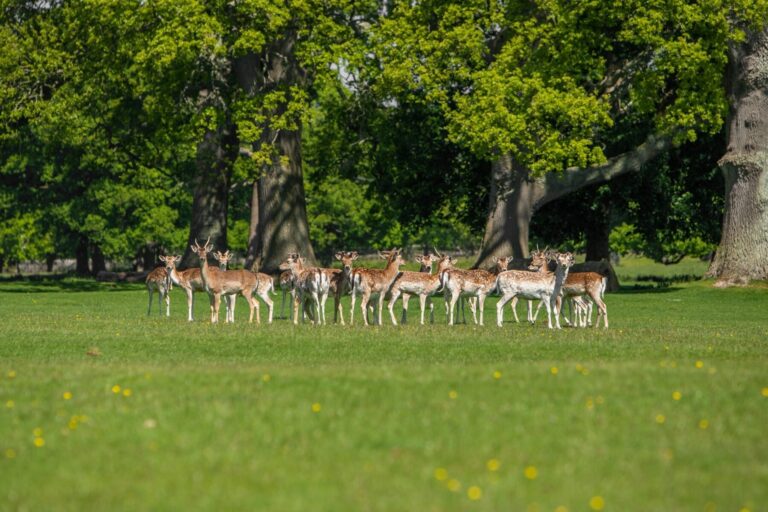 , Powderham Castle