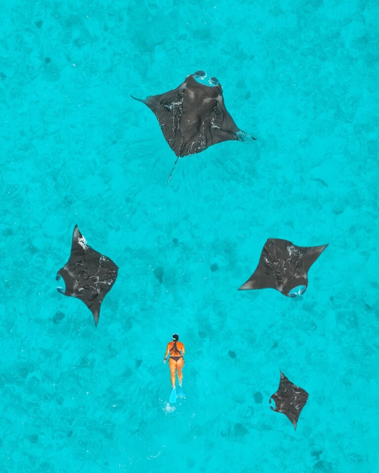 Manta rays off Baa Atoll, from the resort gallery, Reethi Beach Maldives