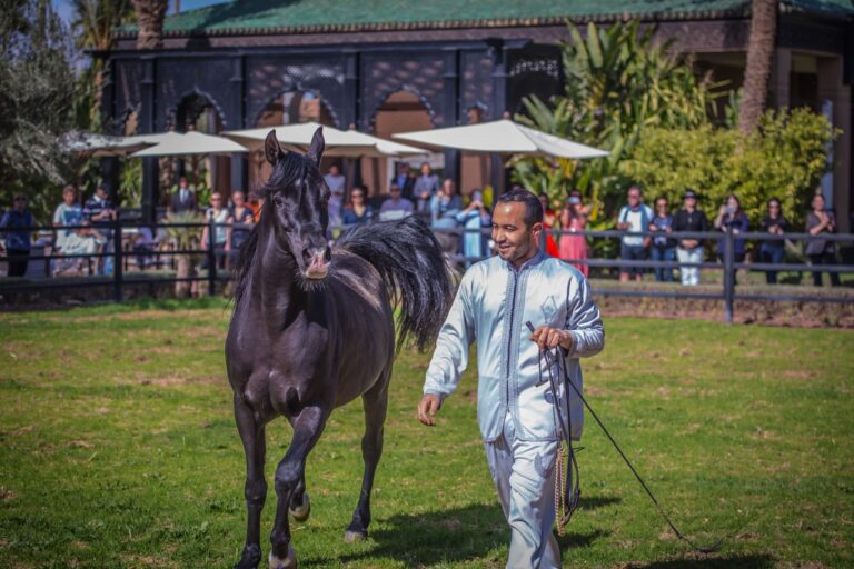 Presentation of an Arabian horse in the gardens, Selman Marrakech
