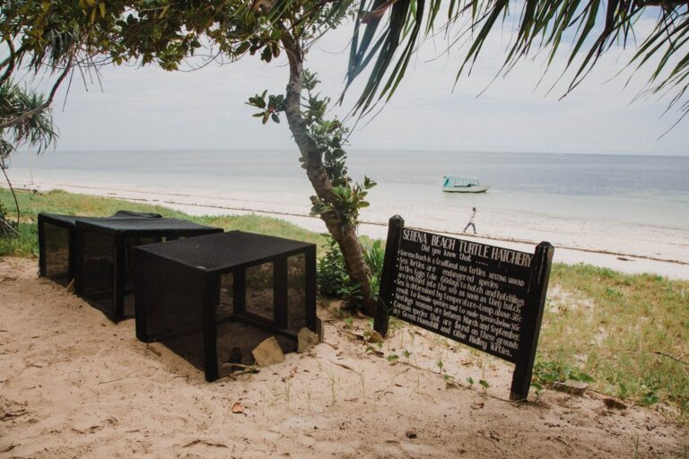 Turtle hatchery enclosures on the beach, Serena Beach Resort & Spa