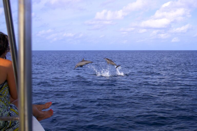Sunset and dolphin cruise by dhoni, Six Senses Laamu