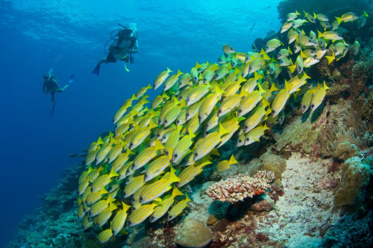 Divers beside a coral reef, Six Senses Laamu