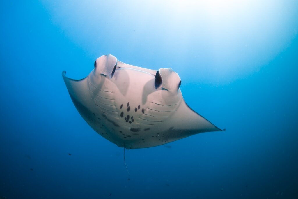 Marine life on the doorstep