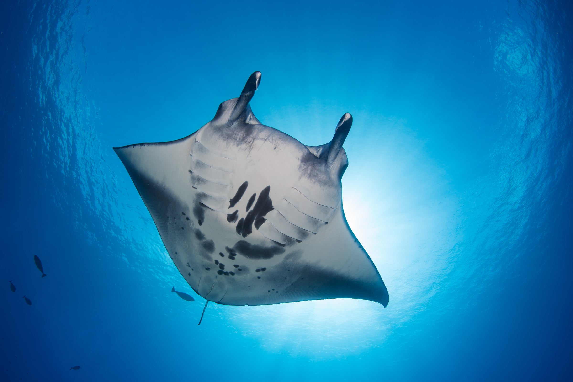 A manta ray in open water seen from below, Six Senses Laamu