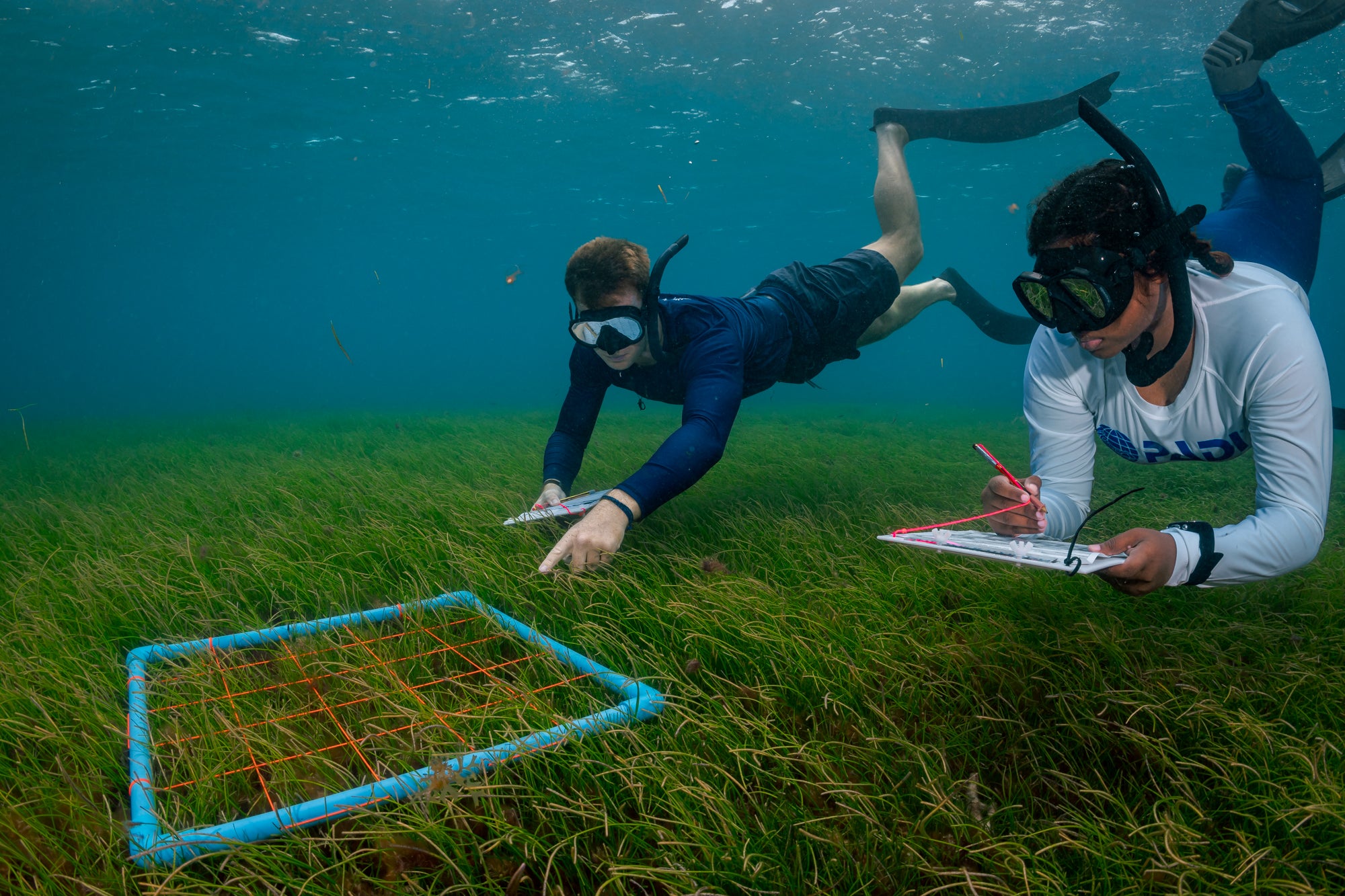 Two snorkellers recording a square of seagrass with a survey frame, Six Senses Laamu