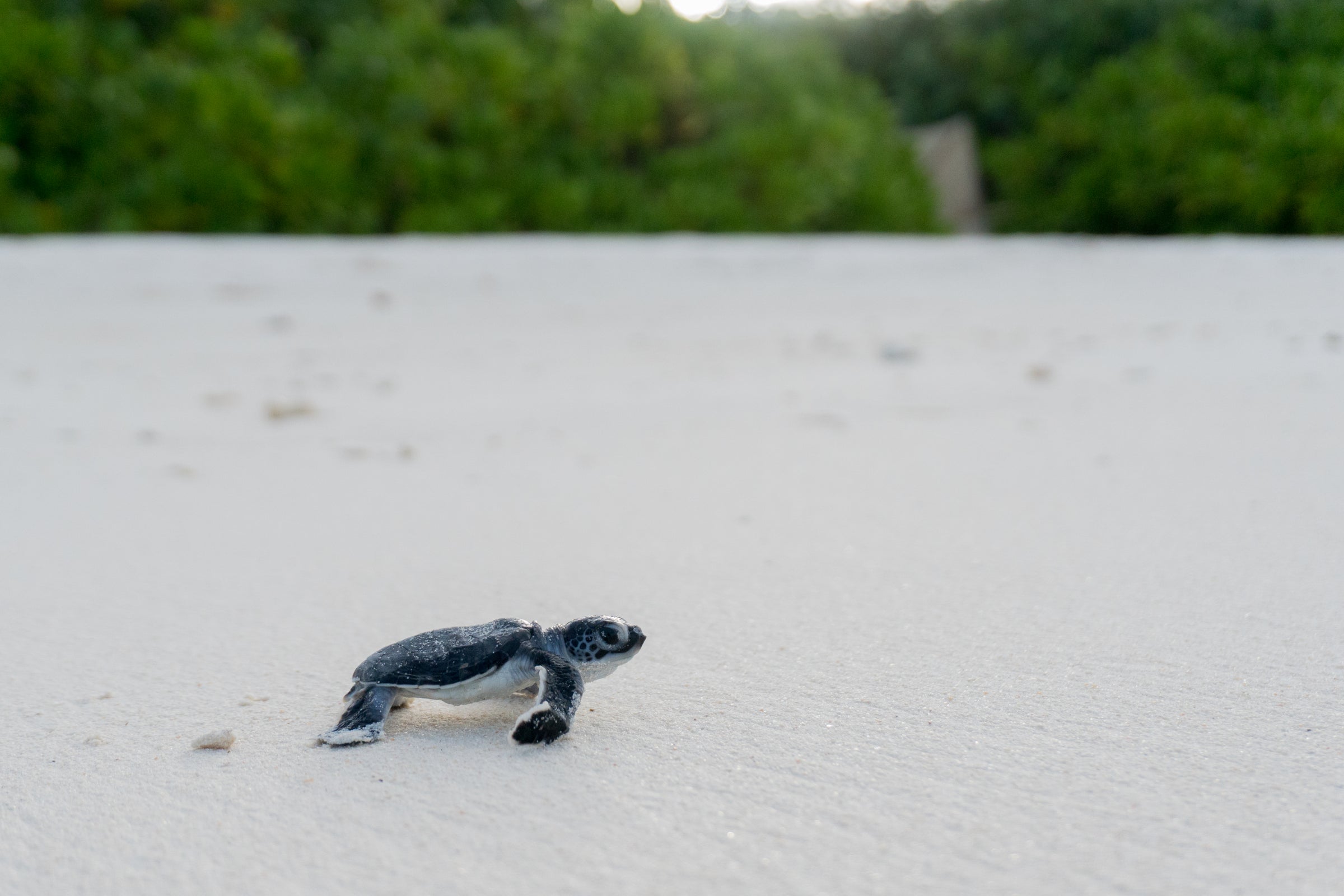 A turtle hatchling crossing white sand, Six Senses Laamu