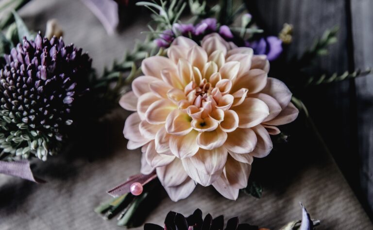 A single dahlia, close detail, Sorcha Herbert Flowers