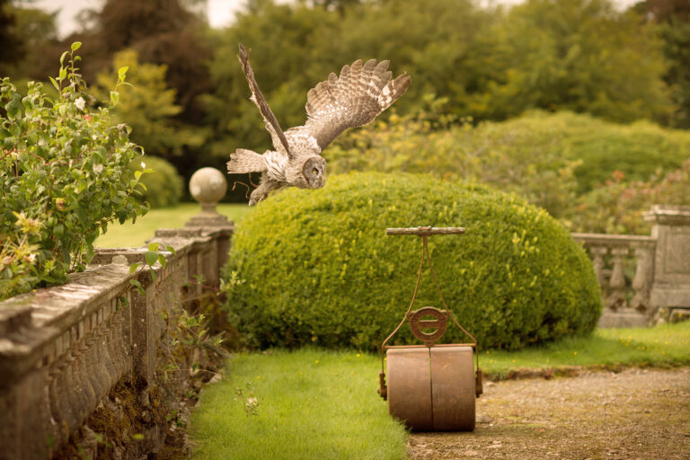 An owl in flight over the balustraded terrace, as used for ring delivery, Springkell