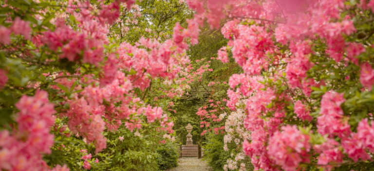 Pink azaleas in flower along a garden path, Springkell