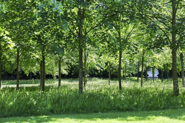 The garden's grove of limes in high summer, where drinks are poured on the lawn, Strawberry Hill House