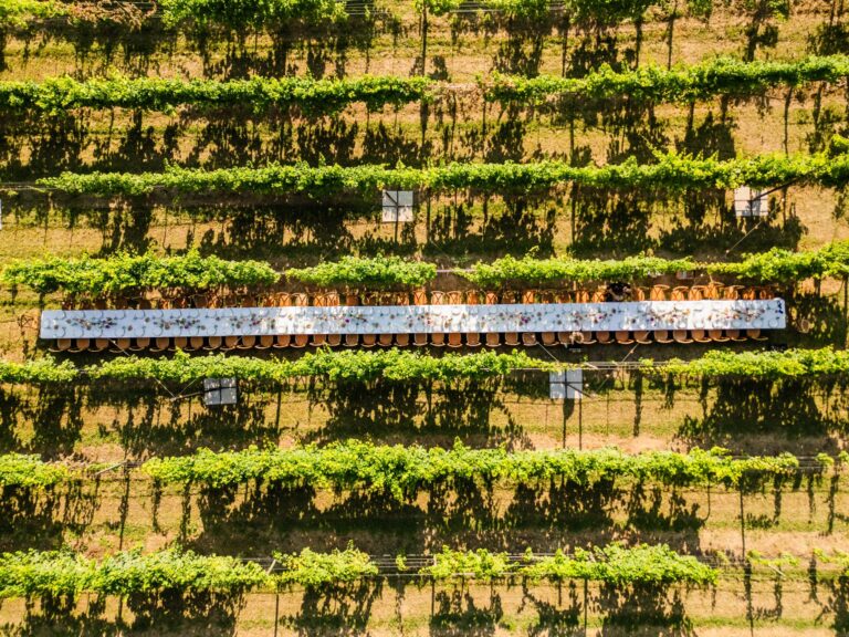 The same long vineyard table seen from above, set between the rows of vines, Suellen Fernandes Weddings & Celebrations