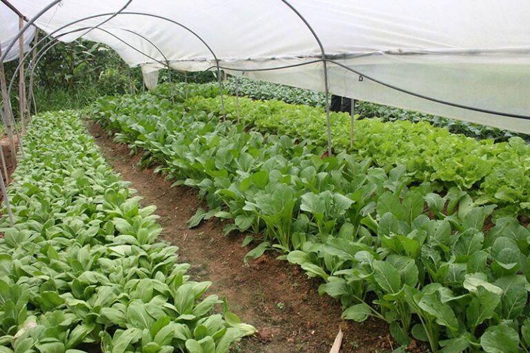 Greenhouse rows in the resort garden, The Chateau Spa and Organic Wellness Resort