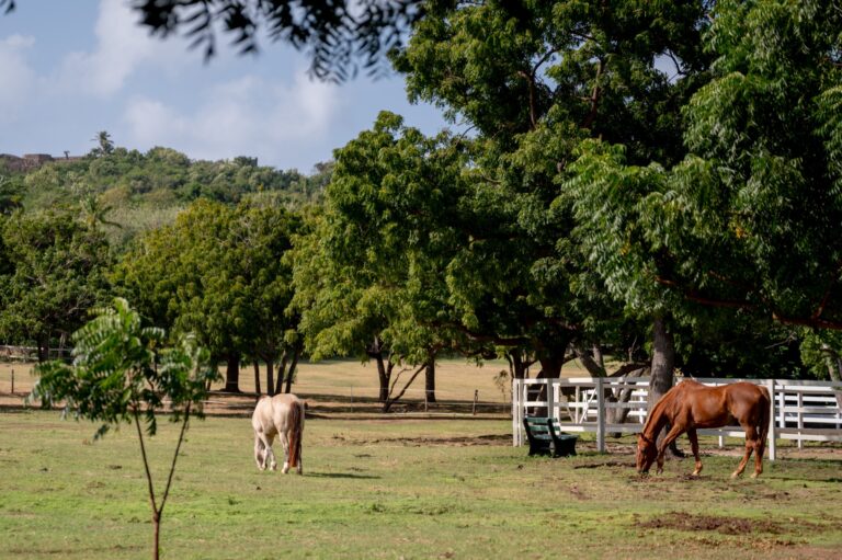 Horses grazing at the equestrian centre, The Cotton House