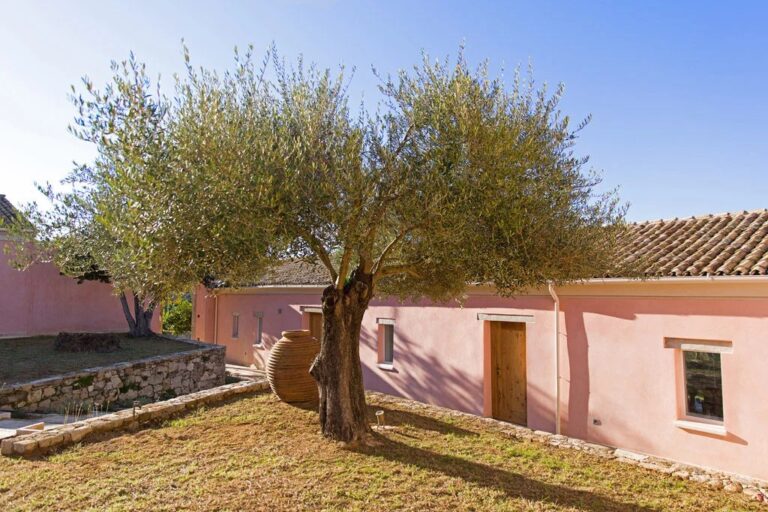 An olive tree beside the courtyard buildings, The Courti Estate