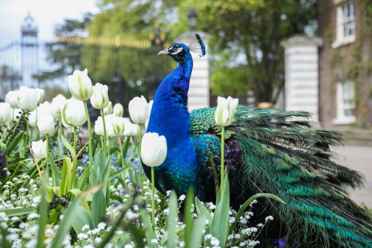 A peacock among white tulips beside the club’s ornamental gates, The Hurlingham Club