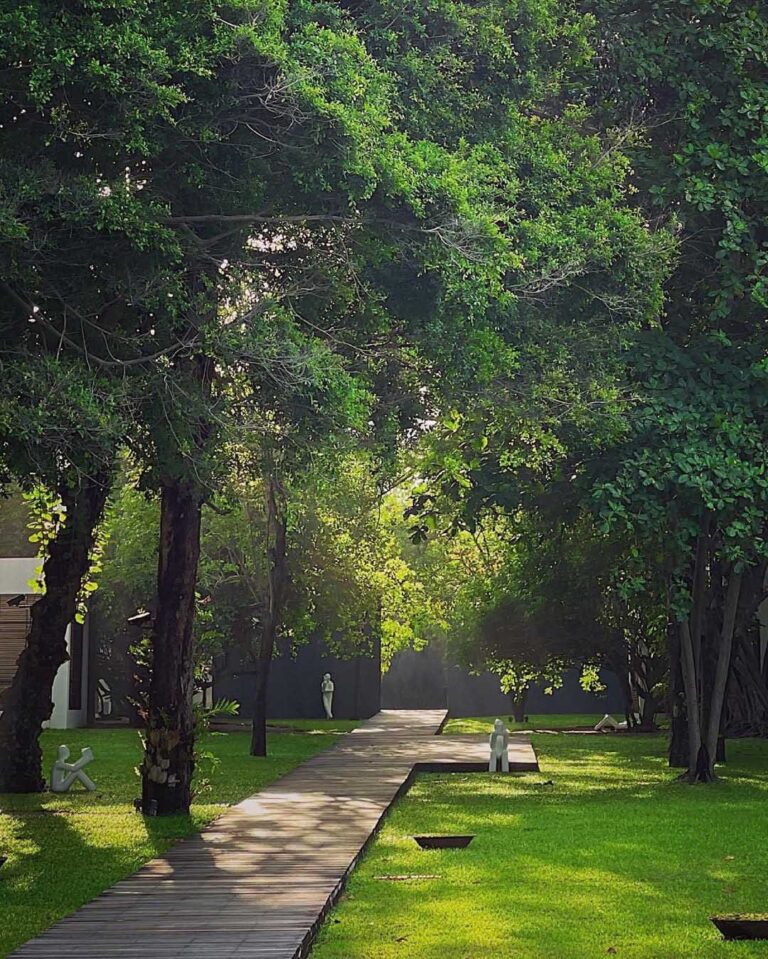 A garden path lined with mature trees, The Library