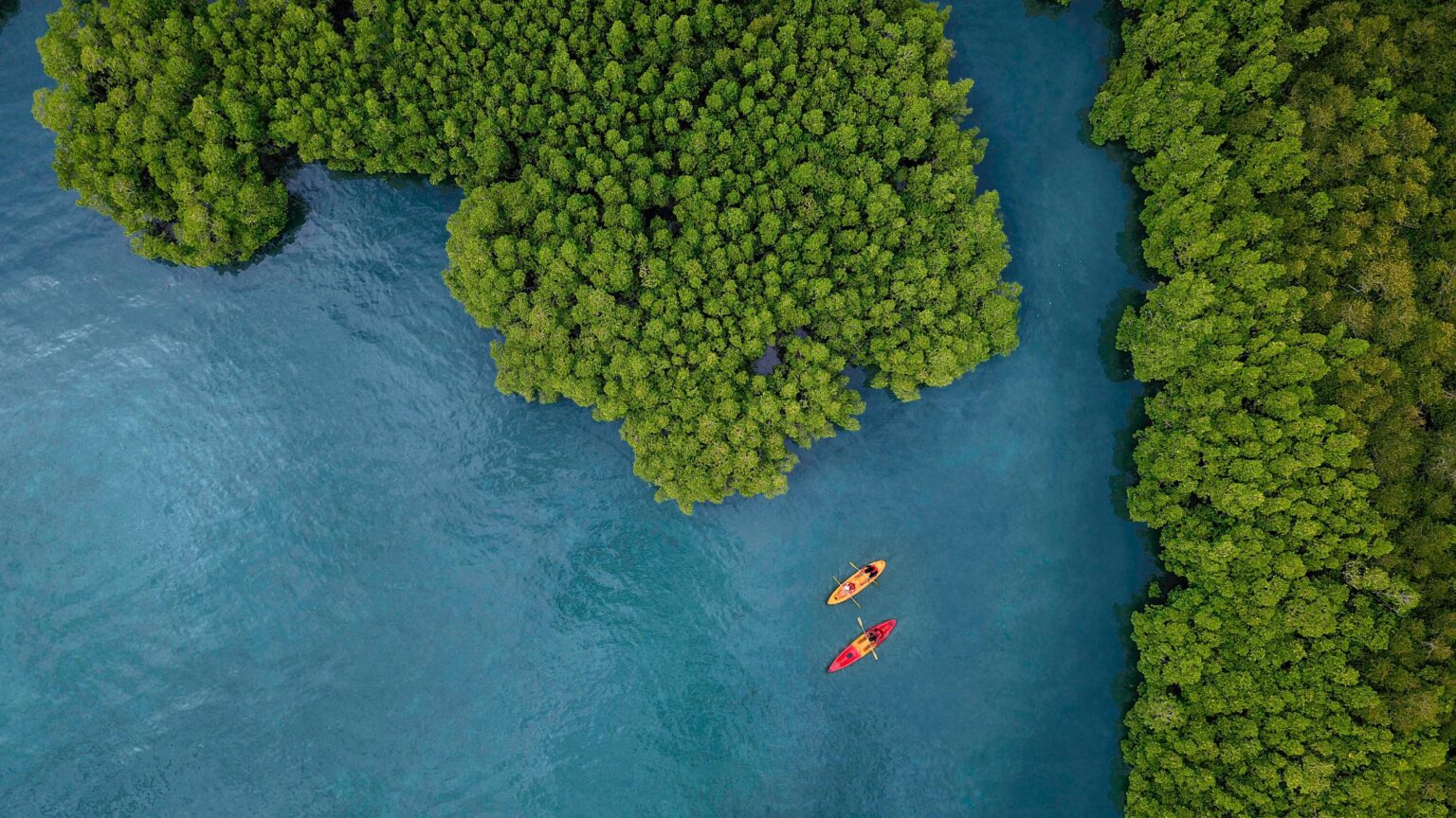 Mangrove kayaking in Phang Nga Bay