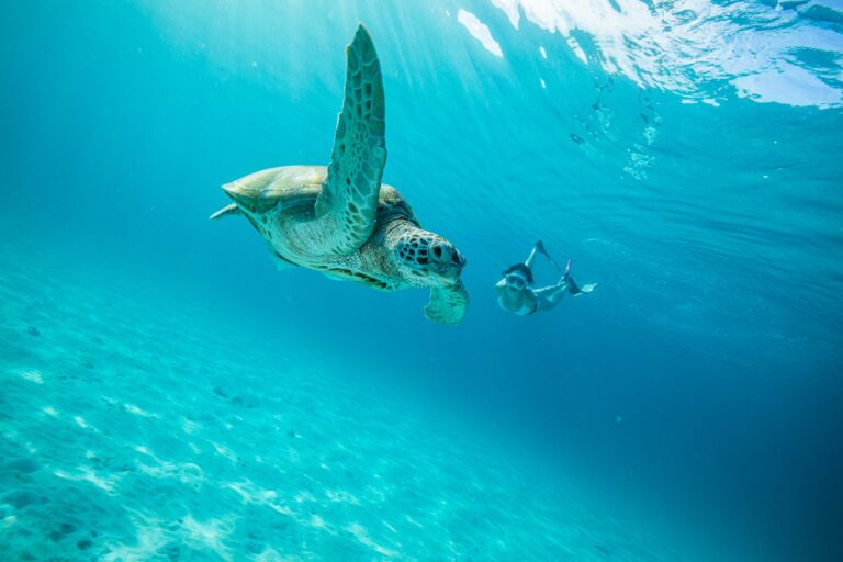 Turtle discovery snorkelling experience, The Taaras Beach and Spa Resort