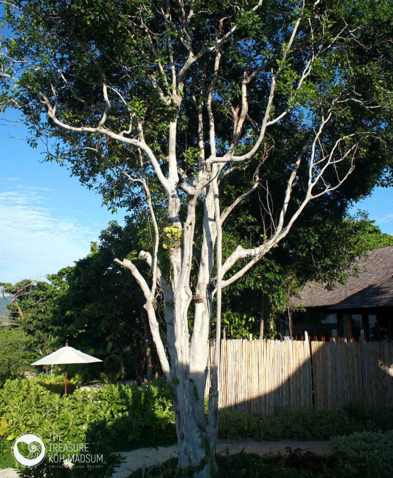 A large tree in the resort gardens with a villa roof behind, The Treasure Resort Koh Madsum - Samui