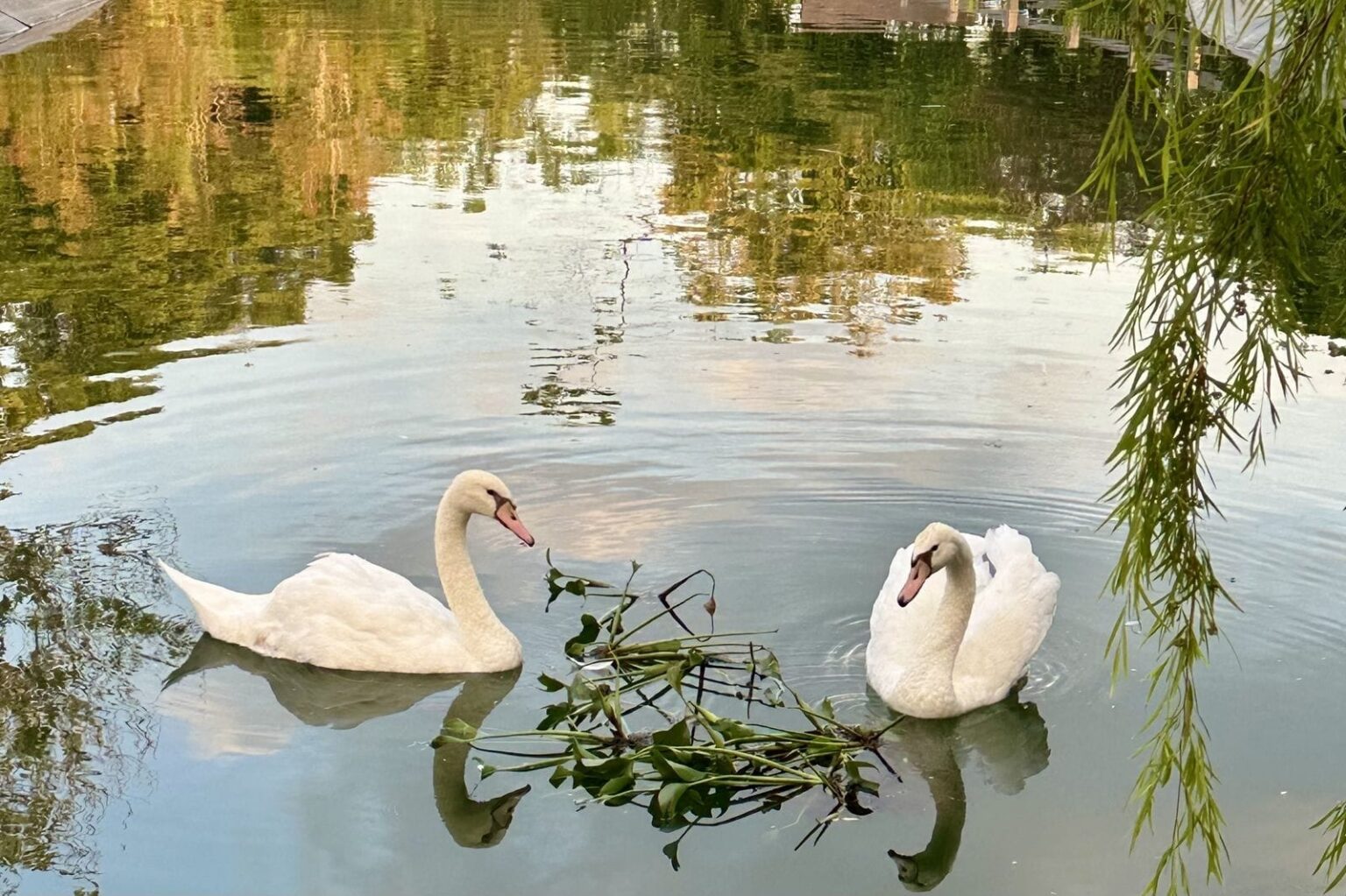 Swans on the ornamental pond