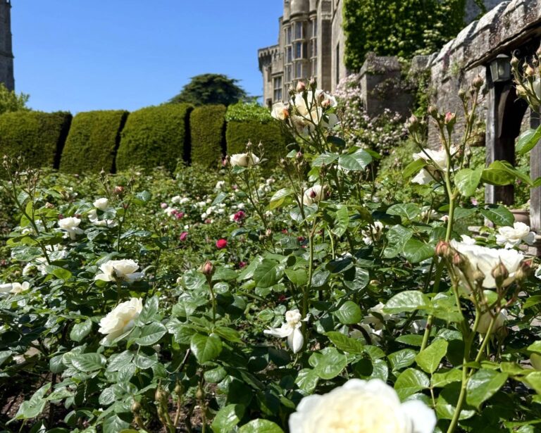 White roses in bloom in the Rose Garden beside the castle walls, Thornbury Castle