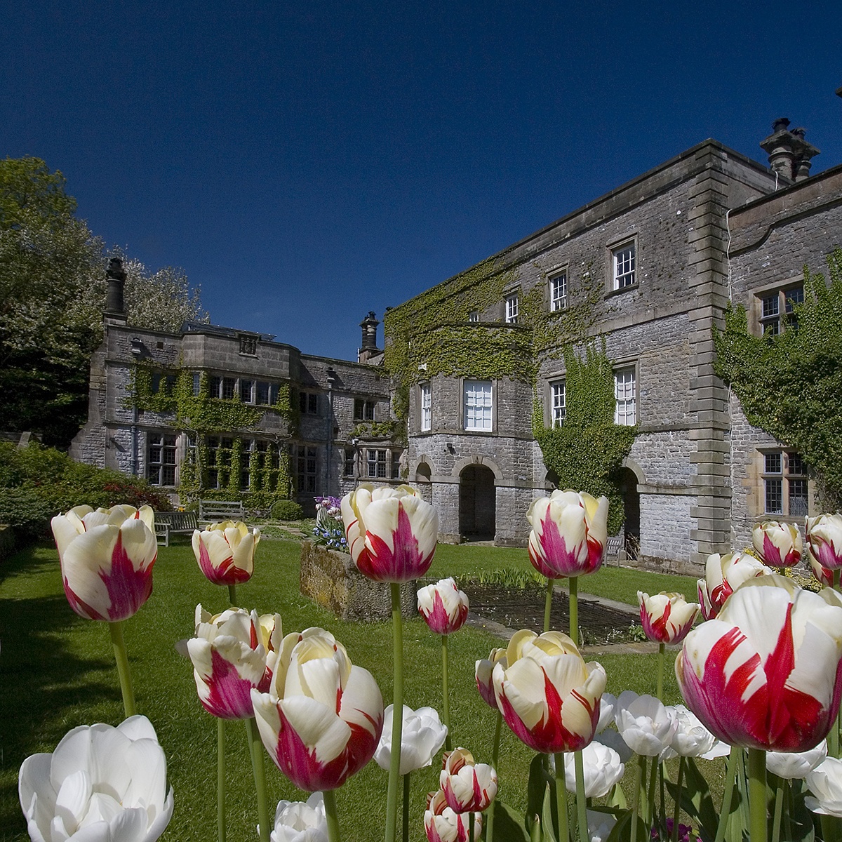 The hall with spring tulips, Tissington Hall
