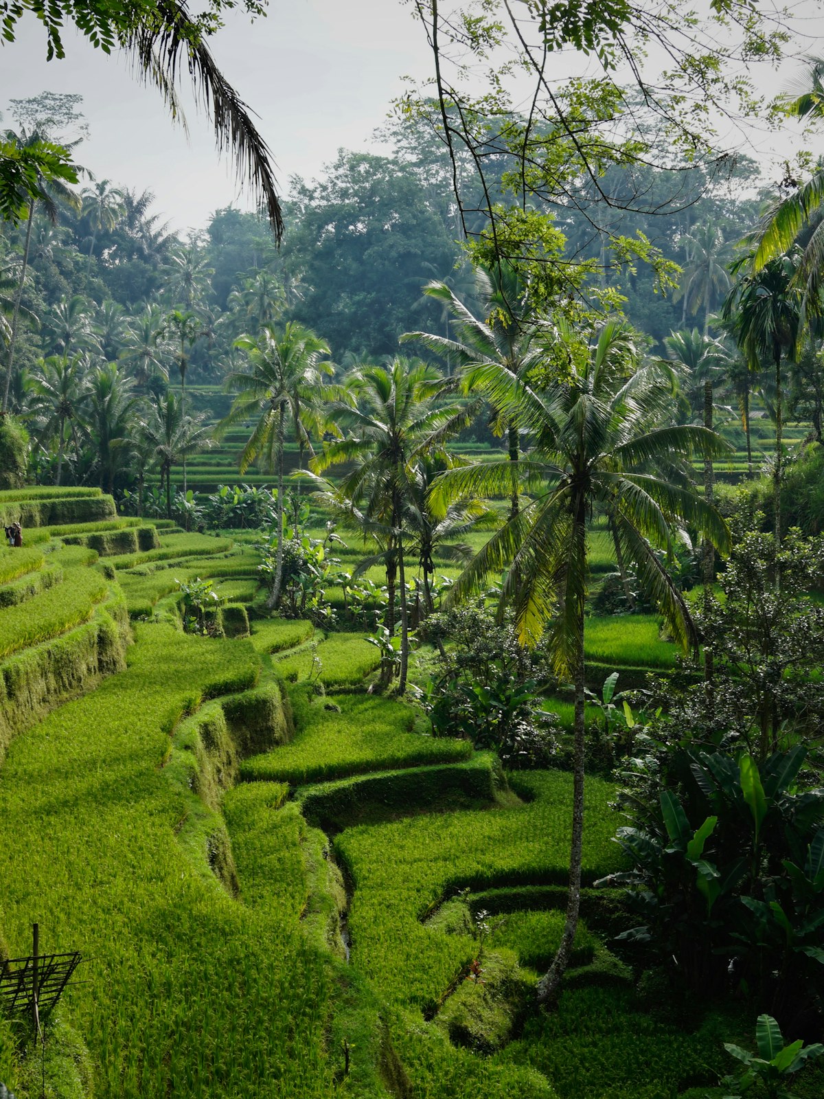 Weddings in Indonesia