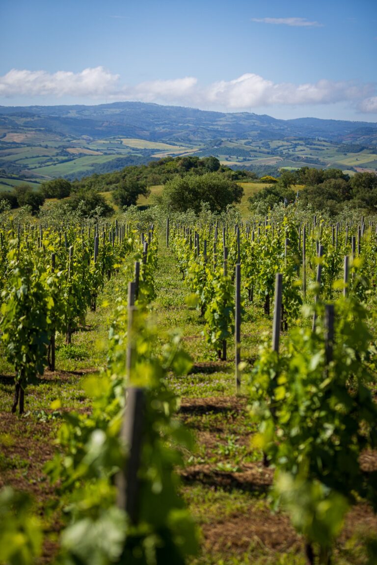Collemassari