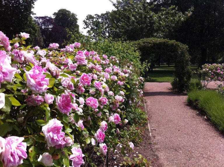 The Victorian rose garden in full flower along the gravel walk, Valentines Mansion & Gardens