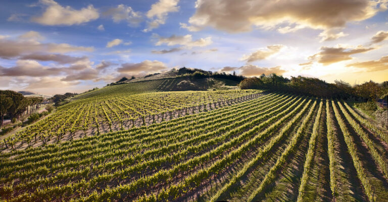 The vineyard at Poggio Ranocchio, Valle del Marta