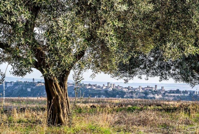 An olive tree with the town of Tarquinia beyond, Valle del Marta
