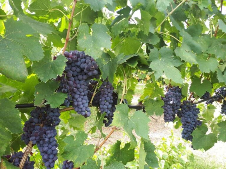 Grapes on the vine, Valle del Marta
