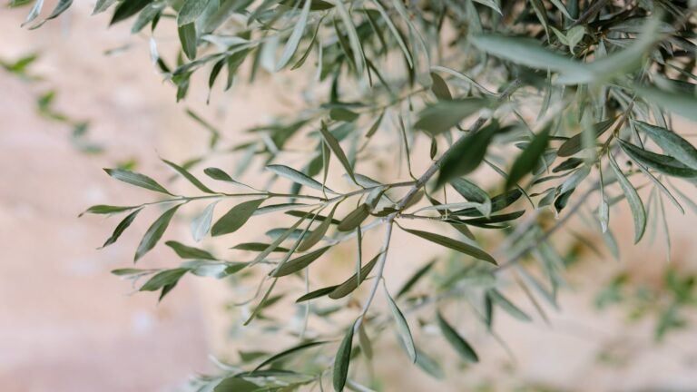 Estate Olives, Villa Catalina