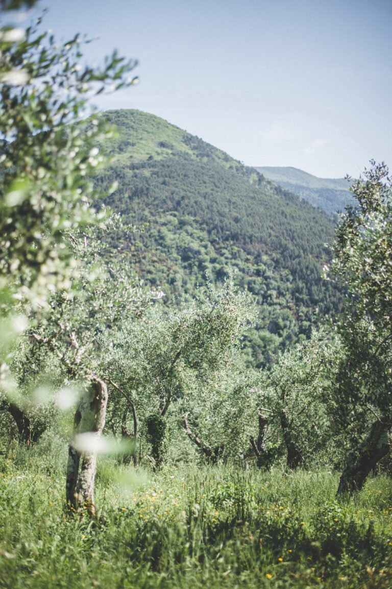 The olive grove, Vorno, above Lucca, Villa Michaela