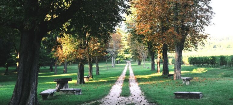 A tree-lined drive in the park, Villa Mosconi Bertani