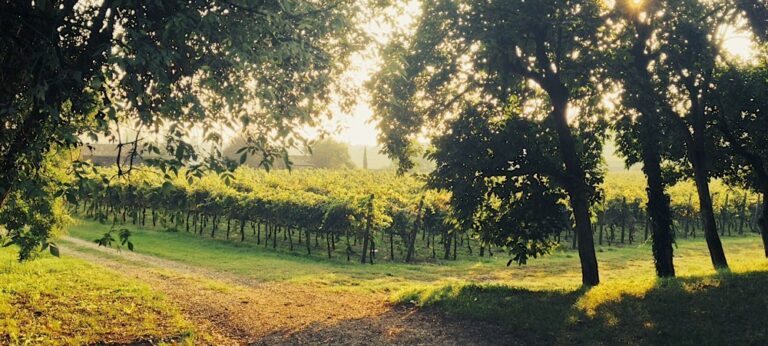 Vineyards on the estate, Villa Mosconi Bertani