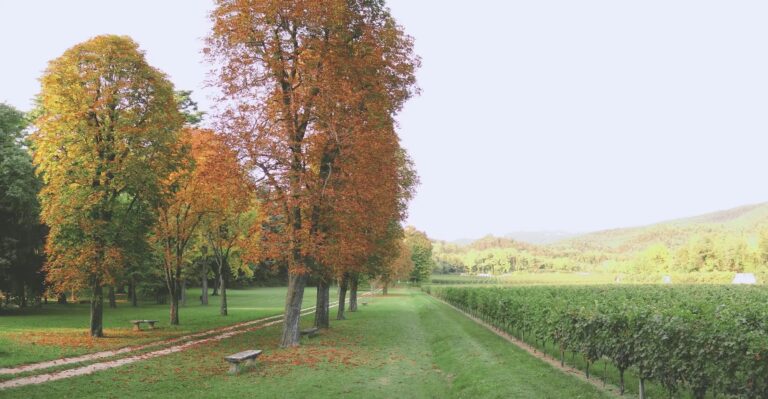 The avenue and vineyard of the old brolo, Villa Mosconi Bertani