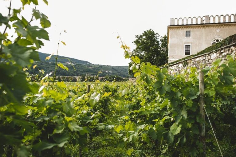 The vineyard below the villa, Villa Rizzardi