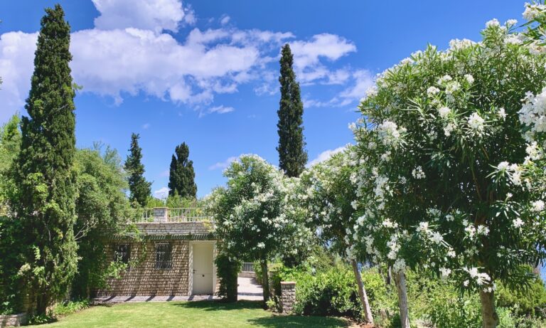 Flowering oleander and cypress in the garden, Villa Sylva