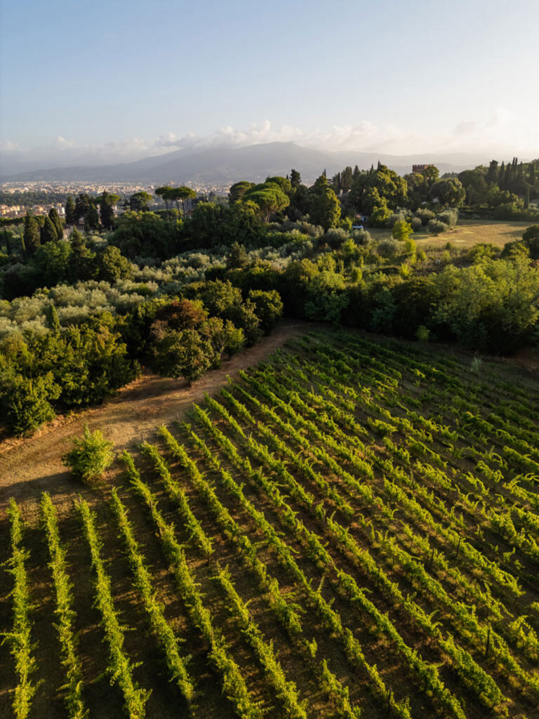 The estate vineyards, Villa Tolomei Hotel
