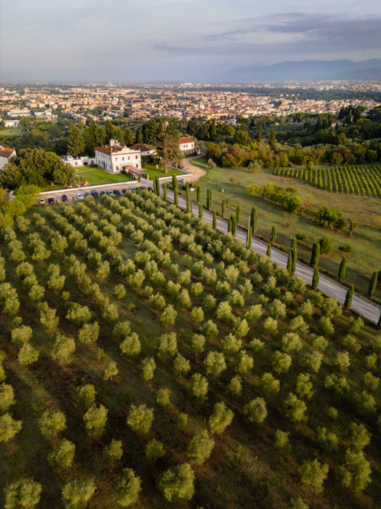Olive groves on the Tolomei estate, Villa Tolomei Hotel