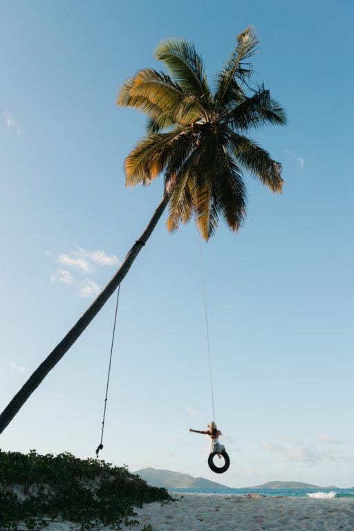 A palm leaning over the beach with a tyre swing, and the bay behind