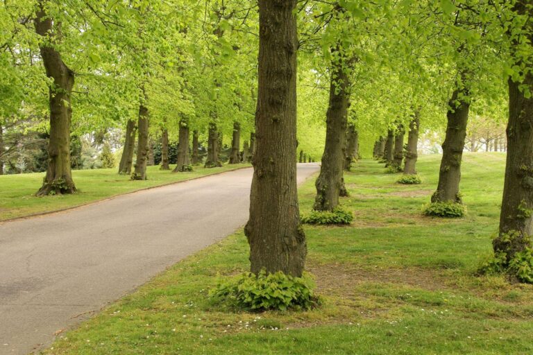 Tree-lined avenue in the grounds, West Lodge Park