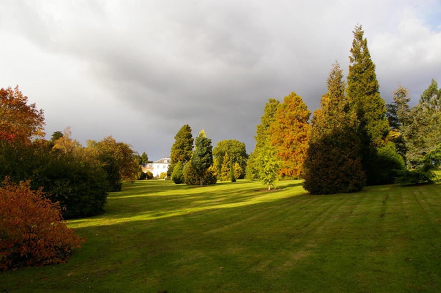 Conifers and lawn beside the house, West Lodge Park